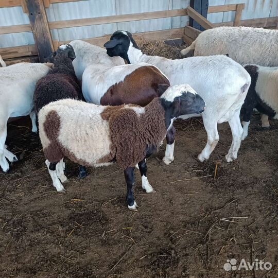 Овцы бараны ягнята