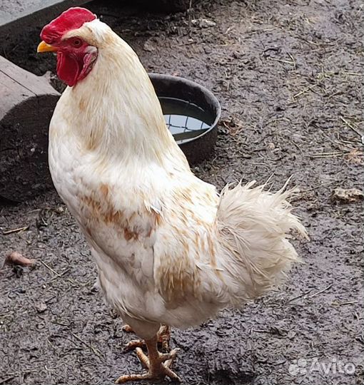 Домашний петушок, китайский шёлковый и “Xoxлатый”