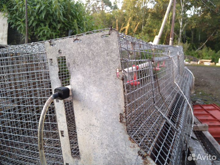 Клетки для выращивания птицы