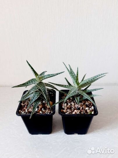 Алоэ декоративное