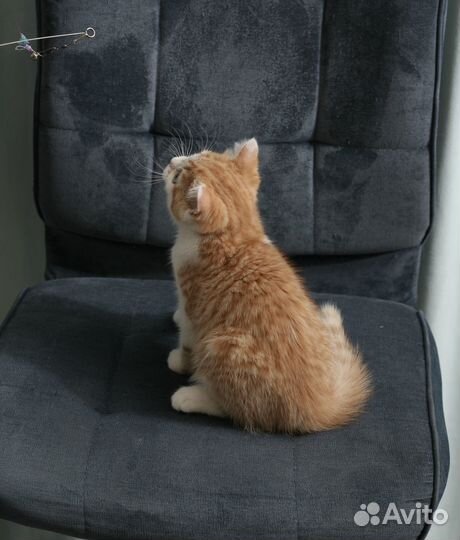 Шотландский котик