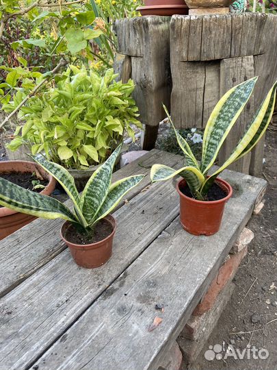 Сансевиерия