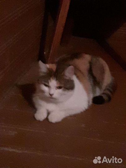 Найдена кошка