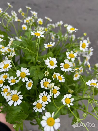 Купить букет с ромашками