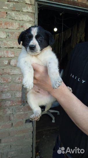 Щенки от спаниеля