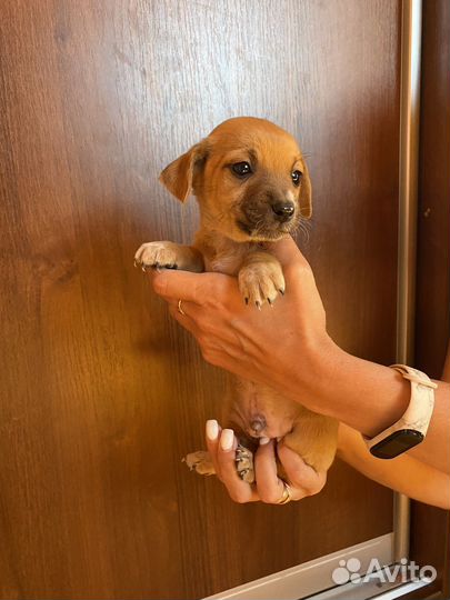 Маленькая собака