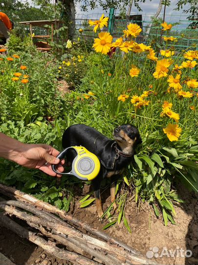 Поводок рулетка для собак и кошек 5м и 3м