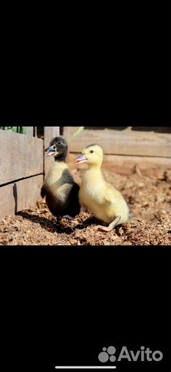 Утята суточные