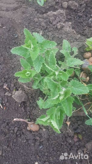 Мята лимонная