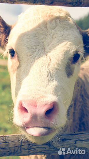 Телята бычки на откорм