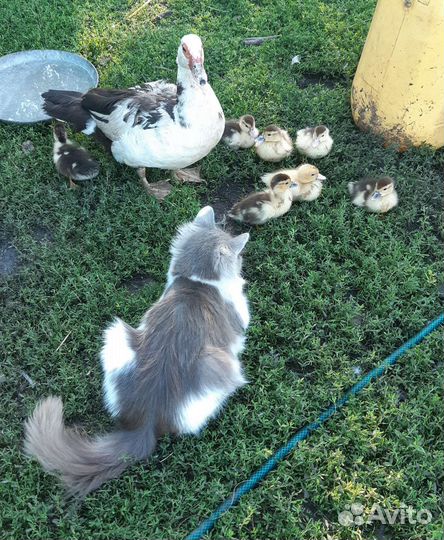 Индоутята с уточкой