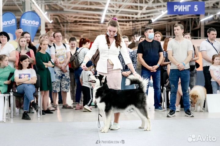 Профессиональный хендлер