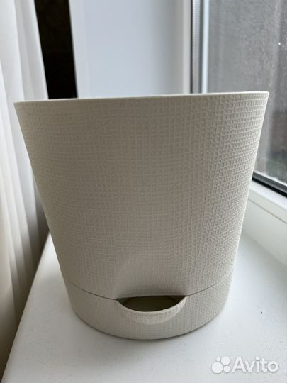 Роза кордана + горшок для пересадки