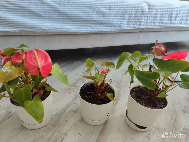 Цветы комнатные