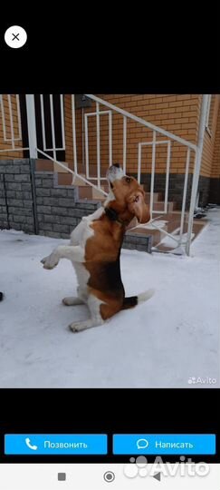 Щенки бигль