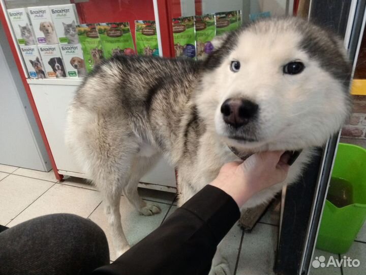 Сибирский хаски бесплатно