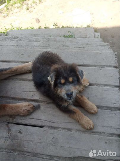 Щенки Тибетского мастифа