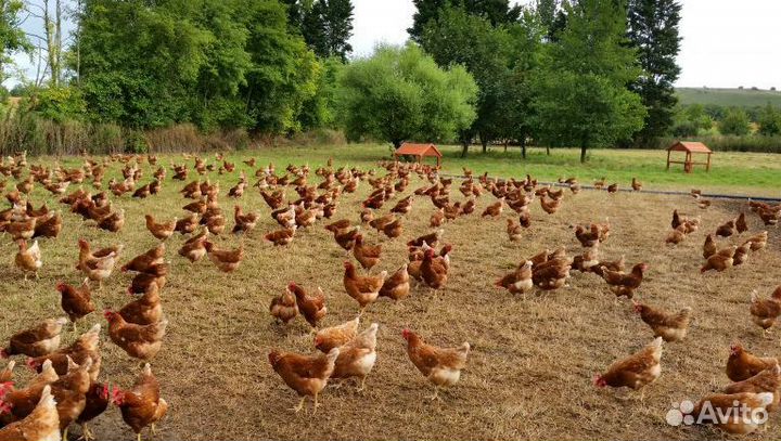 Куры несушки