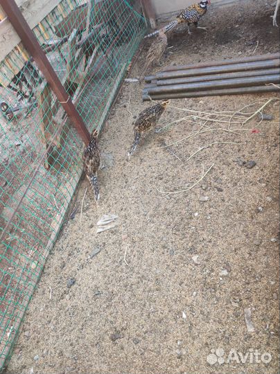 Продам павлинов и фазанов