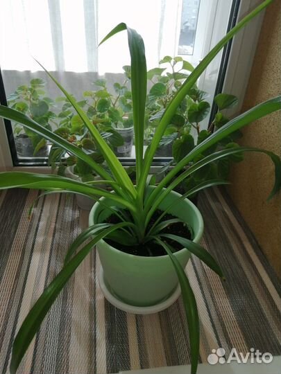 Комнатные растения