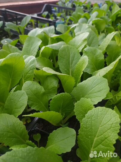 Рассада овощей