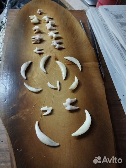 Клыки и зубы лисы