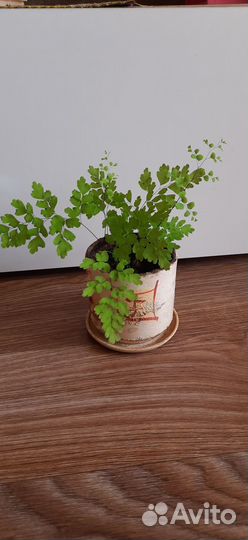 Адиантум венерин волос