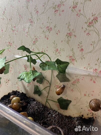 Улитки Архахатина маргината овум