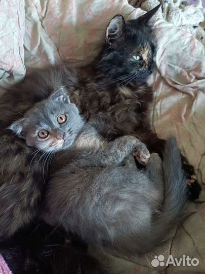 Вислоухий котенок