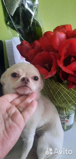 Мальчик чих