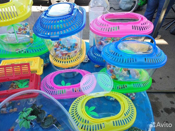 Черепашки маленькие (живые )