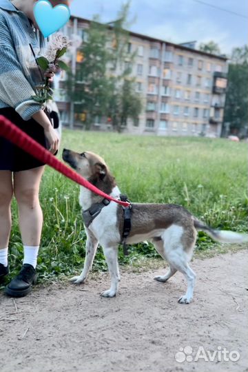 Медвежонок Барни в добрые руки