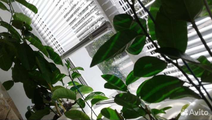 Лимон плодоносящий