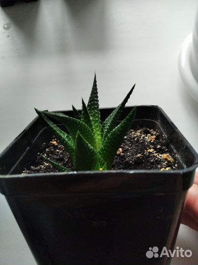 Хавортия Суккулент