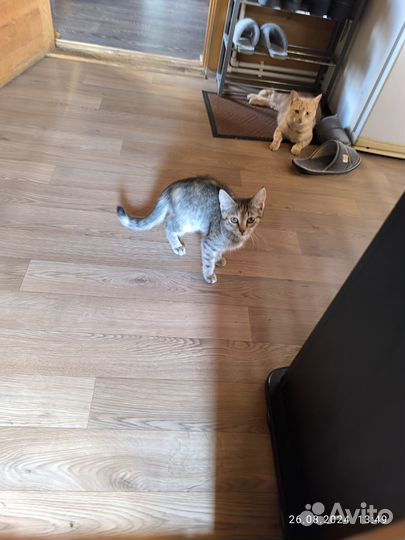 Кошка в дар