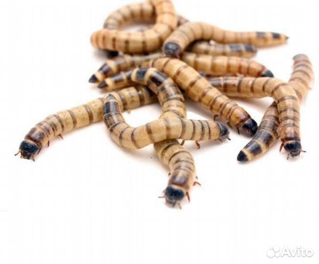 Зофобас, мучной червь. огневка пчелиная, бражник