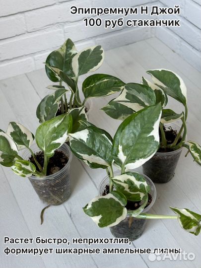 Сингониумы, эпипремнумы