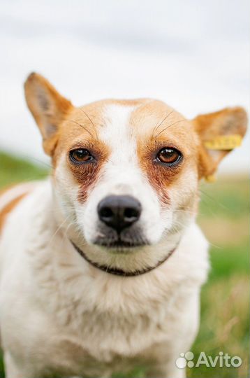 Маленькая собака