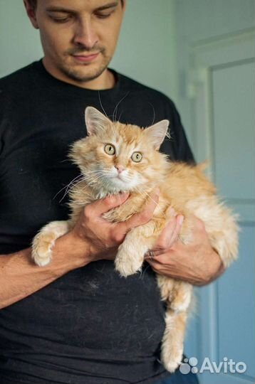 Шикарный кот ждёт хозяина