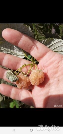 Малина белая