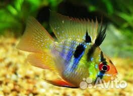 Аквариумные рыбки