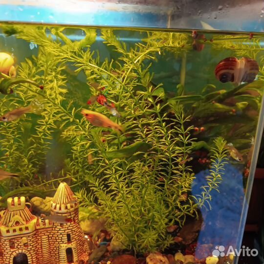 Аквариумные растения