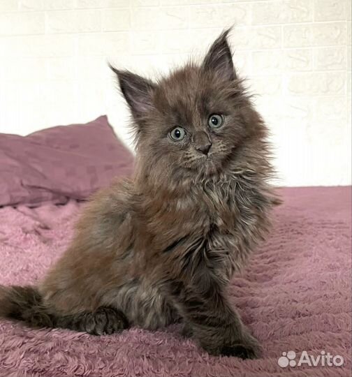 Котята мейн-кун полидакт