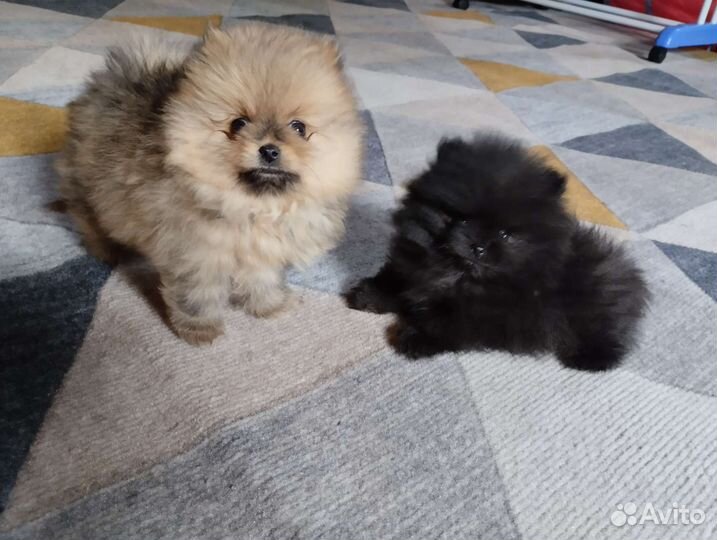 Шпиц. Доставка. Мишки Бу