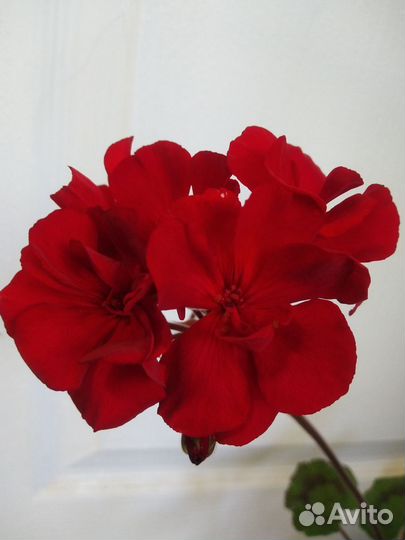 Пеларгония герань