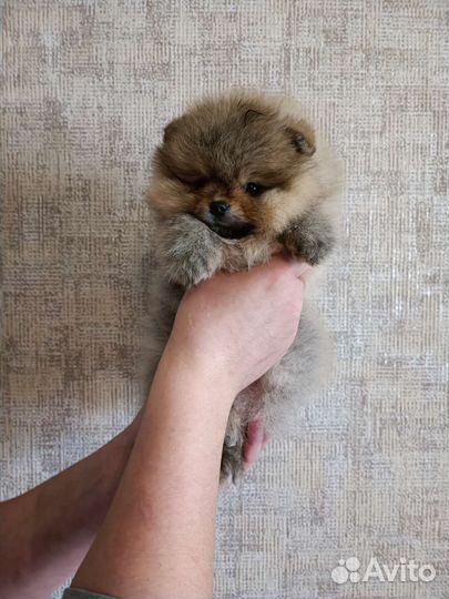 Большой выбор