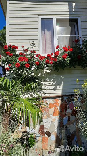 Инжир лаханы розы ростения