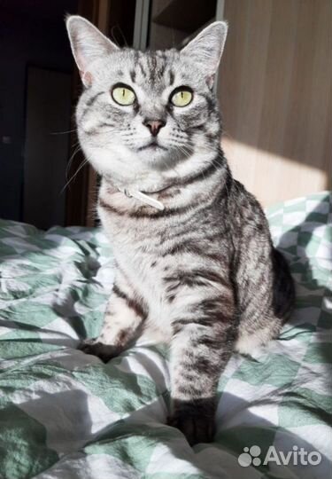 Зооняня домашняя передержка животных