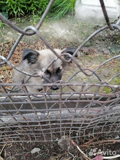 Кто потерял свою собачку