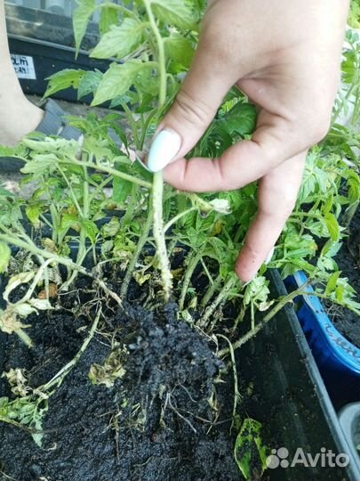 Рассада помидор и перцев, огурцов, дыни